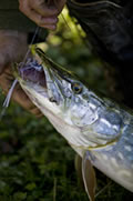 Coarse Fishing Pike