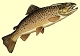 Trout fishing